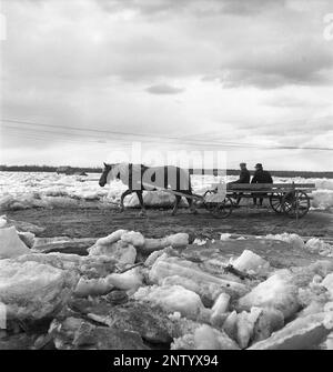 Natural disaster in the 1940s. In the early summer 20-23 may 1944, the water in the river Torne älv flooded over due to a mass of ice that dammed the water 3,5 meters higher than normal. The consequences were severe. On the surrounding grounds meters of ice was left behind when the water drained away and destroyed farm buildings and covering the fields. A horse and carriage is seen on the main road that was just cleared of the ice-cover near the village Korpikylä near Skogskärr Kristoffersson ref H124-1 Stock Photo