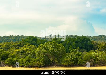 Forest on the sandy beach around Menjangan Island, Bali. Indonesia. Landscape and travel photography. Stock Photo