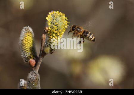 Bee willow 3 Stock Photo - Alamy