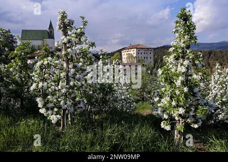 Apple blossom in South Tyrol, Italy Stock Photo