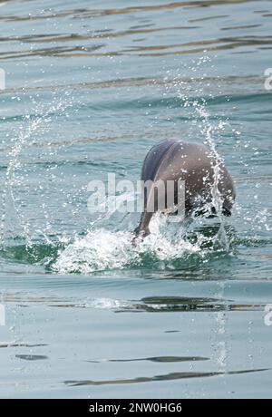 230228 -- YICHANG, Feb. 28, 2023 -- A finless porpoise swims in the ...