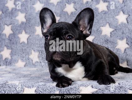 A French bulldog puppy is lying on the sofa and looks in the direction of the owner. Stock Photo