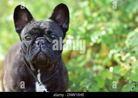 A black French Bulldog dog stands in a park on a sunny autumn day Stock Photo