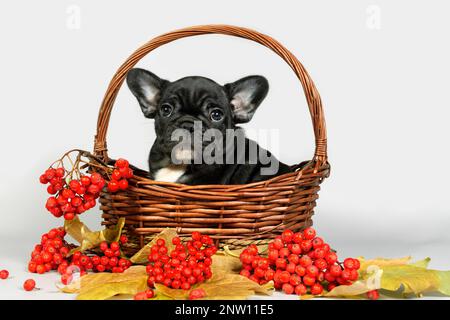 Portrait of a French bulldog puppy in a basket with autumn leaves and red Rowan on a gray background. Stock Photo