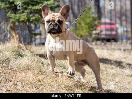 Early morning walk with a cute French bulldog on the streets of the city Stock Photo