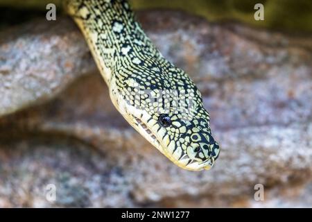 Diamond python, morelia spilota spilota, iotherwise known as the carpet python, is a constrictor snake found in southern Australia. Stock Photo