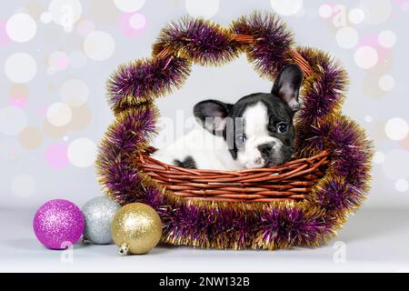 Cute puppy French bulldog sitting in a basket with tinsel and elegant balls. The concept of Christmas and gifts. Stock Photo