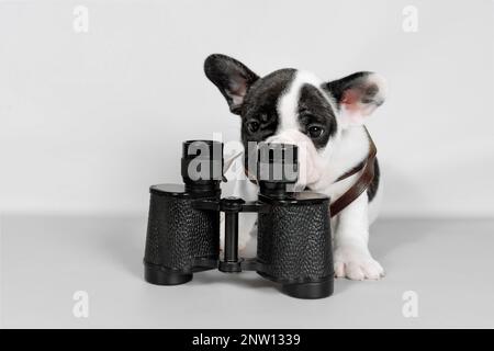 French bulldog puppy with binoculars on grey background. The concept of travel and adventure. Stock Photo
