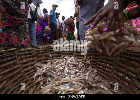 An impeccably dressed fisherwoman loads her basket with fish she has just purchased at the auction in the fishing dock at Karwar, Karnataka, India Stock Photo