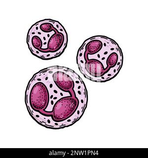 Neutrophil Leukocyte white blood cells isolated on white background. Hand drawn scientific microbiology vector illustration in sketch style Stock Vector