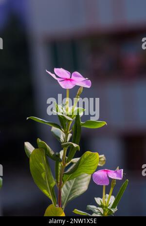 A beautiful flower plant in a garden in Dhaka, Bangladesh Stock Photo