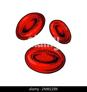 Erythrocyte red blood cells isolated on white background. Hand drawn scientific microbiology vector illustration in sketch style Stock Vector