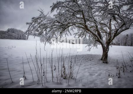 DE - BAVARIA: Winter Scene near Bad Toelz, Oberbayern, Germany Stock Photo