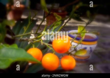 New, Age-defying, digital age, premium quality, eye-catching, stand-out, high resolution, pinhole image of pot grown citrus fruit Stock Photo