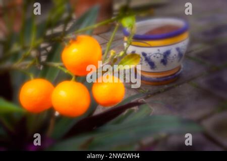 New, Age-defying, digital age, premium quality, eye-catching, stand-out, high resolution, pinhole image of pot grown citrus fruit Stock Photo