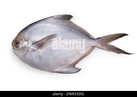 fresh silver pomfret fish isolated on white background Stock Photo