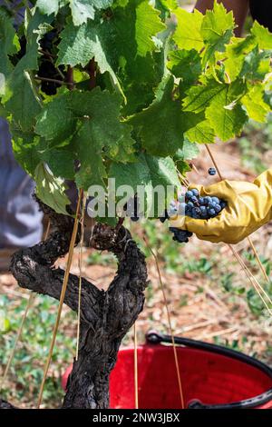Close-up of a hand with a glove harvesting grapes in Manduria, Puglia, Italy Stock Photo