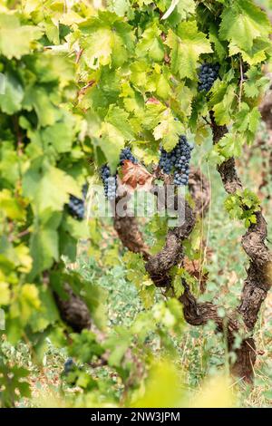 Primitivo grapes ready to be harvested in Manduria, Puglia, Italy Stock Photo