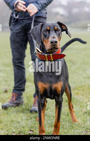 A vertical shot of a dobermann on a path with a man in the background Stock Photo