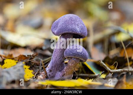 A closeup of two violet webcap mushrooms (Cortinarius violaceus). One of the few edible webcaps, but questionable in taste. Stock Photo