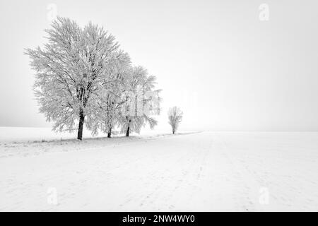 verschneite Bäume Winterlandschaft schwarz weiss Stock Photo - Alamy