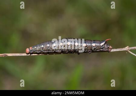 Labkrautschwaermer, Hyles gallii, bedstraw hawk-moth Stock Photo