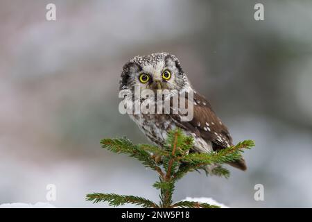 Raufusskauz, Aegolius funereus,  boreal owl Stock Photo