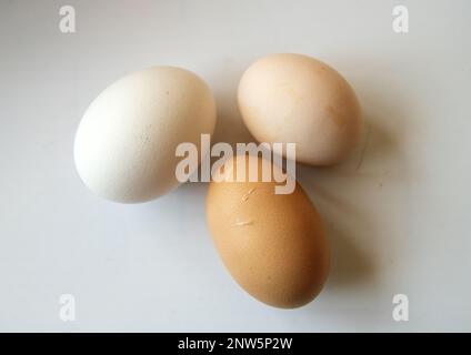 chicken eggs on white background Stock Photo