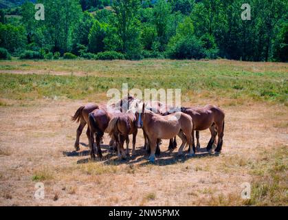 Pottok horses at northern Spain beside the Way of St. James Stock Photo
