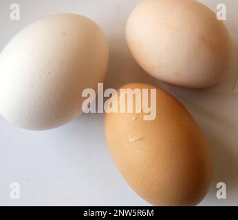 chicken eggs on white background Stock Photo