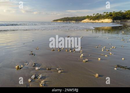 Beach at low tide with oyster shells washed ashore on west Atlantic coast France near Royan, Charente-Maritime, France Stock Photo