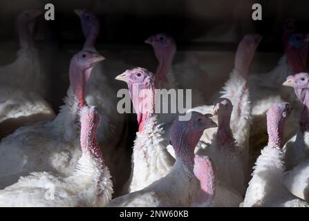 Dasing, Germany. 28th Feb, 2023. Fourteen-week-old turkeys stand in a turkey barn. Bavarian farmers fear for the existence of domestic farms in view of plans of the Federal Minister of Agriculture to keep turkeys. According to the plans, among other things, fewer animals are to be kept per barn. (to dpa 'Criticism of Berlin turkey plans - 'Cheap imports instead of regionalism') Credit: Sven Hoppe/dpa/Alamy Live News Stock Photo