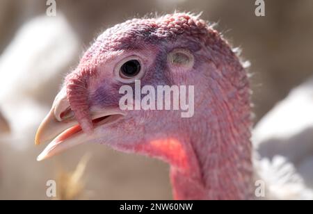 Dasing, Germany. 28th Feb, 2023. A 14-week-old turkey stands in a turkey barn. Bavarian farmers fear for the existence of domestic farms in view of plans by the Federal Minister of Agriculture to keep turkeys. According to the plans, among other things, fewer animals are to be kept per barn. (to dpa 'Criticism of Berlin turkey plans - 'Cheap imports instead of regionality') Credit: Sven Hoppe/dpa/Alamy Live News Stock Photo