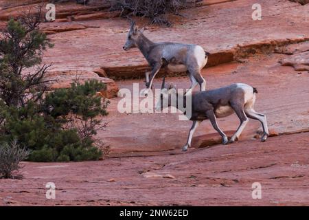 Two young bighorn sheep walk carefully across steep sandstone walls at Zion National Park, Utah. Stock Photo