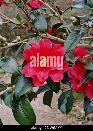 Closeup of the red flower of the evergreen garden shrub Camellia Freedom Bell flowering in the garden in winter. Stock Photo
