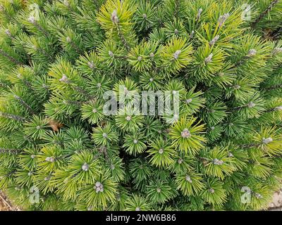 Closeup of the evergreen  slow and low growing pine Pinus mugo Mops or dwarf mountain pine. Stock Photo