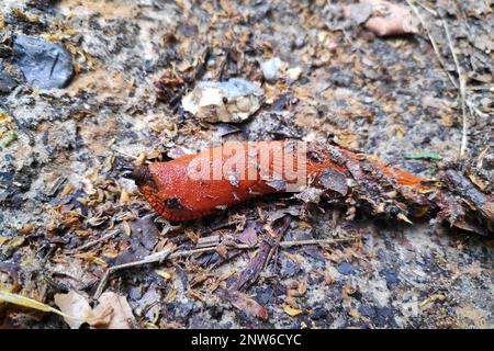 The red slug (Arion rufus), also known as the large red slug, chocolate arion and European red slug, is a species of land slug in the family Arionidae Stock Photo