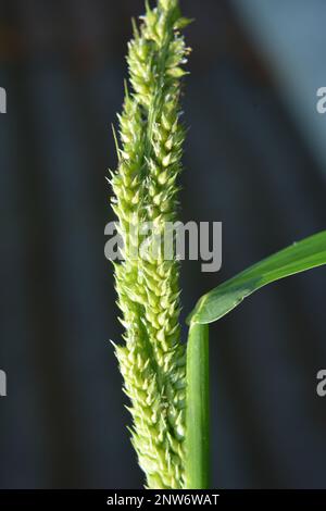 In the field, as weeds among the agricultural crops grow Echinochloa crus-galli Stock Photo