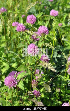 Meadow clover (Trifolium pratense) grows in the meadow among wild grasses Stock Photo