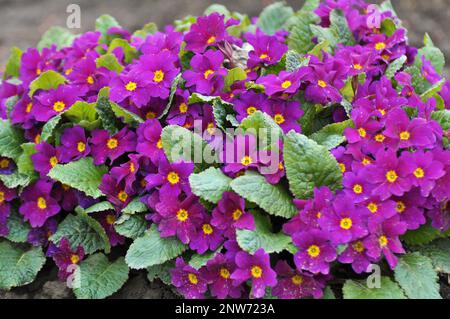 Primrose are blooming in the flowerbed in the garden Stock Photo