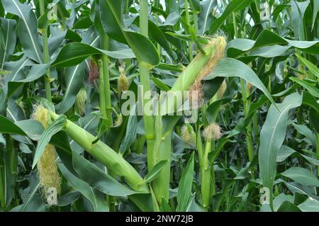 In the summer on a young stalk of corn ripens cob Stock Photo