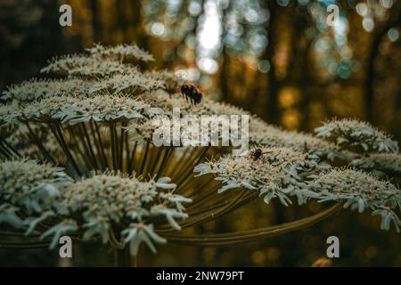 Heracleum sphondylium, commonly known as hogweed. Spots of light on the background. Flying bee and a wasp drinking nectar from the flower. Bokeh effec Stock Photo