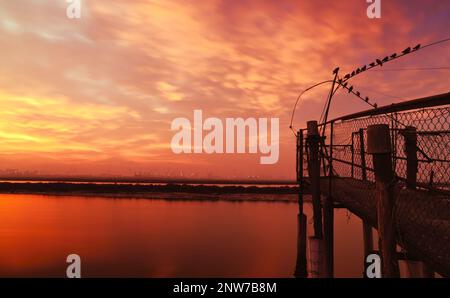 Pigeons looking at the sunset (Pialassa dei Piomboni) Stock Photo