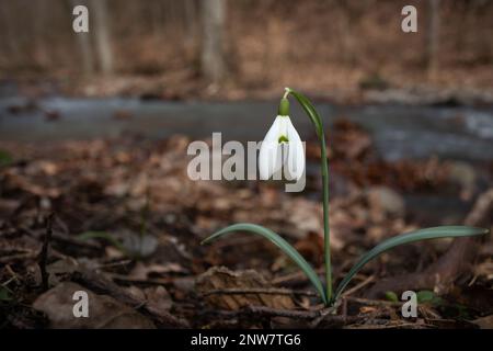 Lonely snowdrop flower (Galanthus) blooming on the stream bank in the forest in winter. Mountain. Europe. Stock Photo
