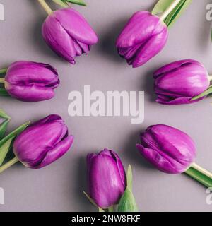 Circle frame of purple tulips on gray background. Top view, flat lay. Stock Photo