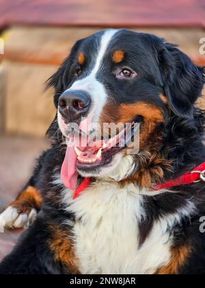 portrait of the face of a beautiful Bernese Mountain Dog Stock Photo