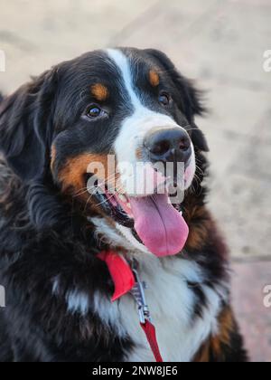 portrait of the face of a beautiful Bernese Mountain Dog Stock Photo