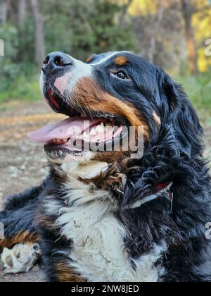 portrait of the face of a beautiful Bernese Mountain Dog Stock Photo