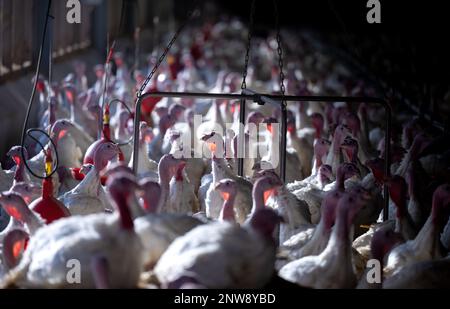 Dasing, Germany. 28th Feb, 2023. Fourteen-week-old turkeys stand in a turkey barn. Bavarian farmers fear for the existence of domestic farms in view of plans of the Federal Minister of Agriculture to keep turkeys. Credit: Sven Hoppe/dpa/Alamy Live News Stock Photo