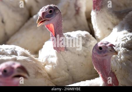 Dasing, Germany. 28th Feb, 2023. Fourteen-week-old turkeys stand in a turkey barn. Bavarian farmers fear for the existence of domestic farms in view of plans of the Federal Minister of Agriculture to keep turkeys. Credit: Sven Hoppe/dpa/Alamy Live News Stock Photo